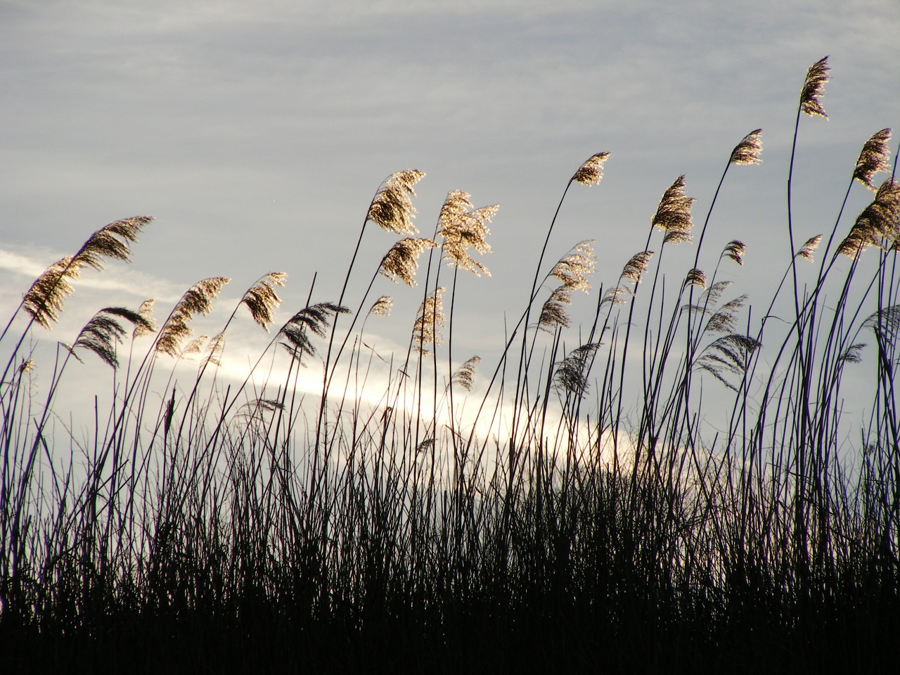 beach grass sun nature free photo