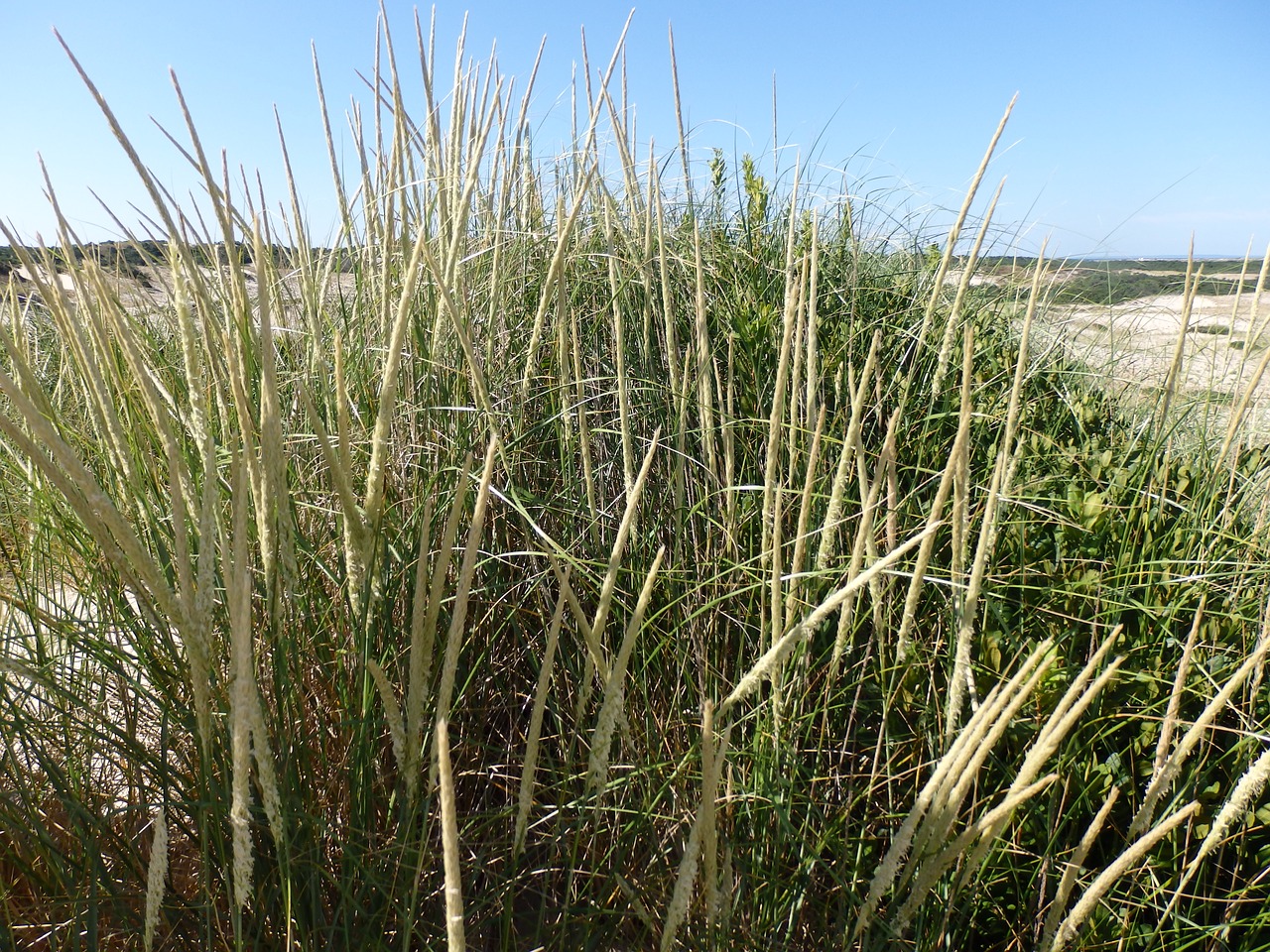 beach grass dune grass free photo