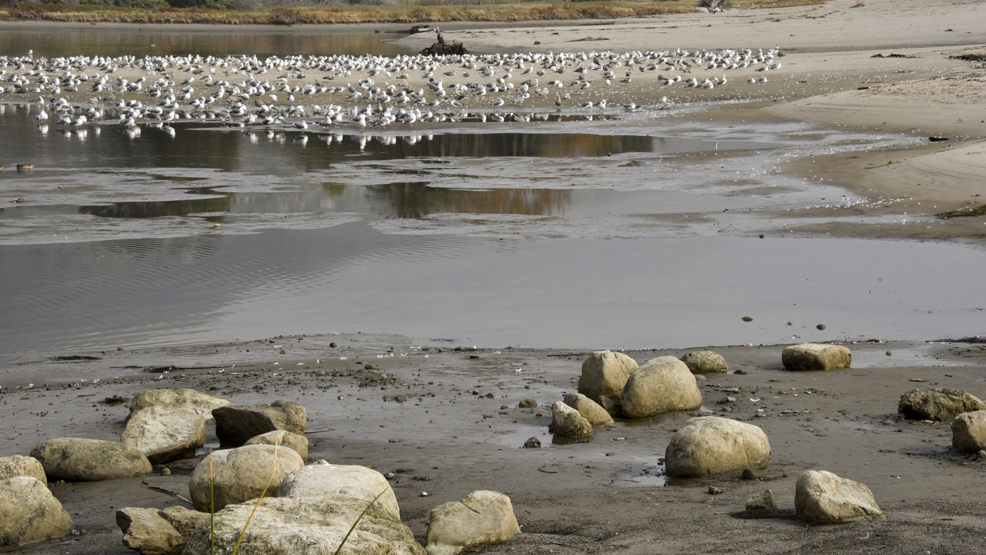 background beach scene free photo