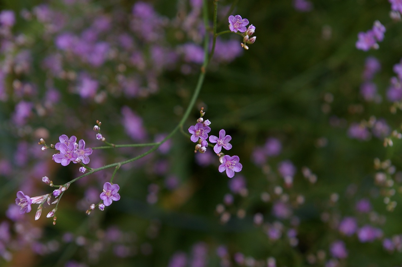 beach lilac trockenblume summer flower free photo