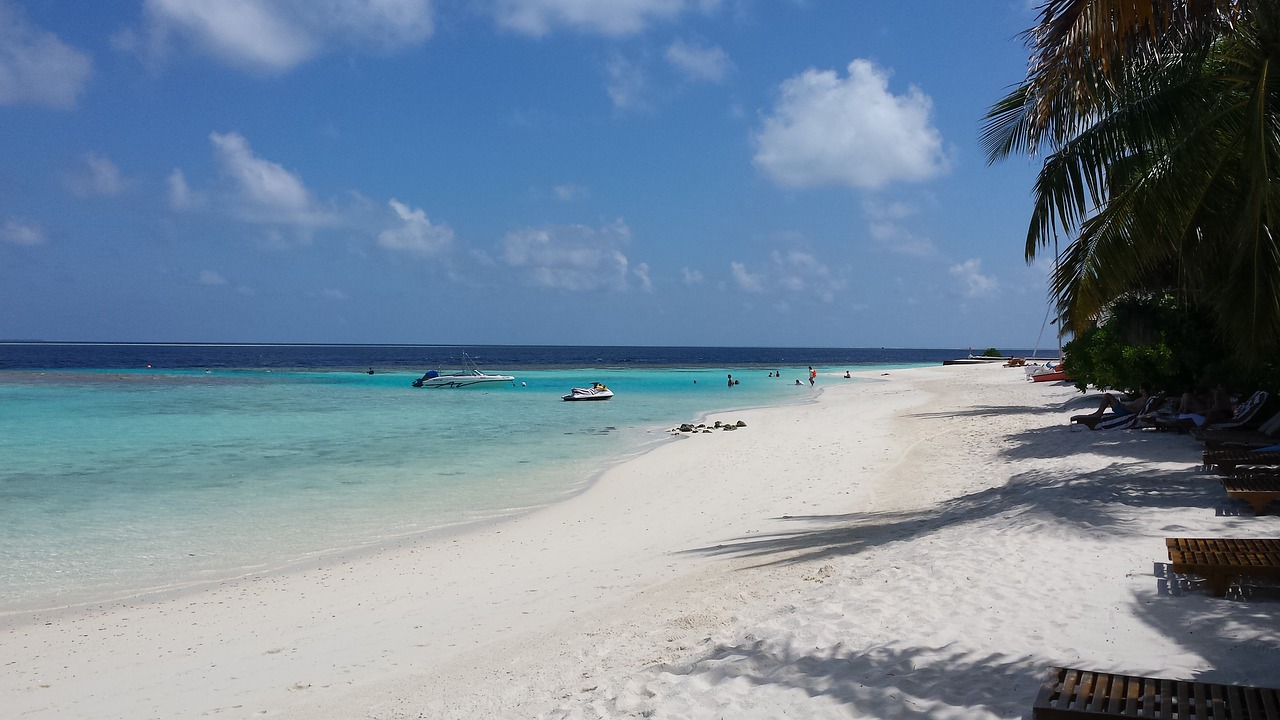beach paradise maldives palm free photo