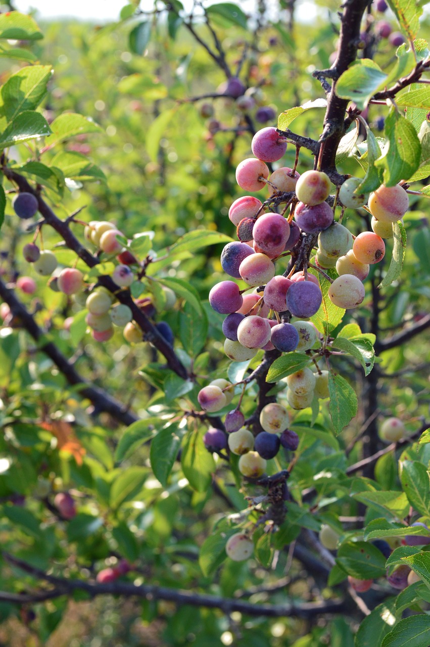 beach plums  ripe  natural free photo