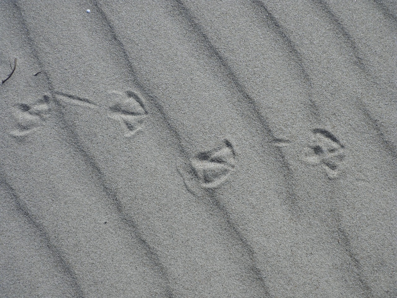 beach sand traces gulls feet free photo