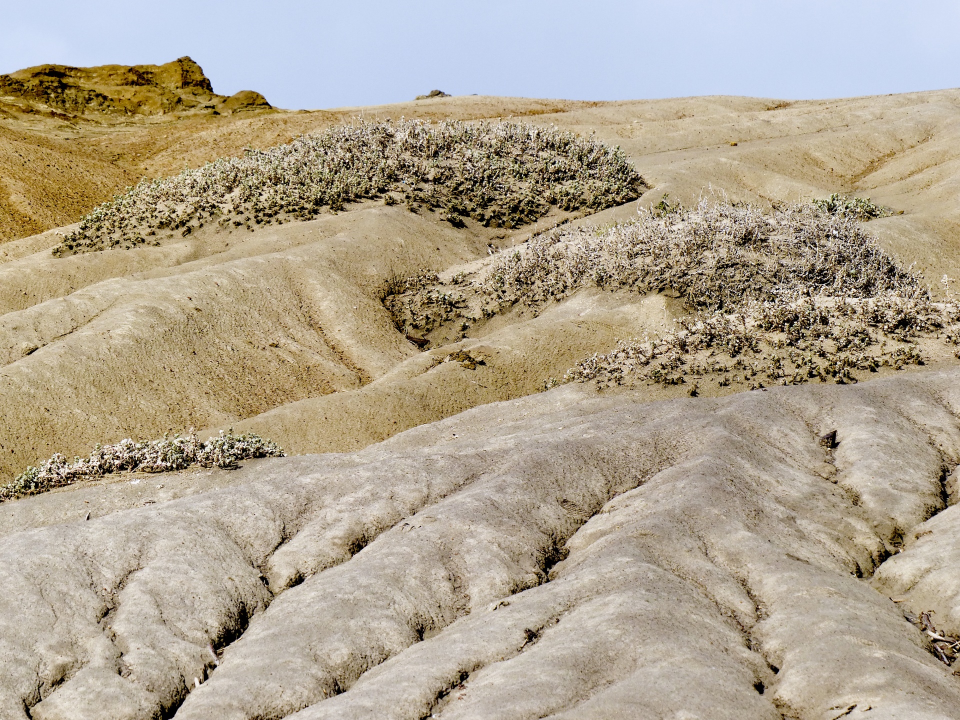 beach sand dunes free photo