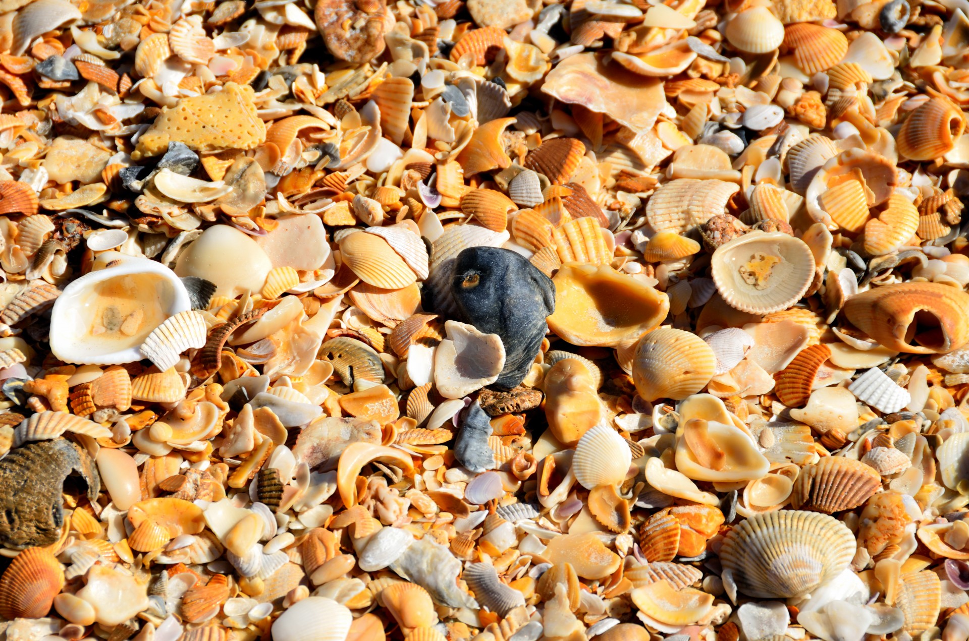 beach shells shells collector free photo
