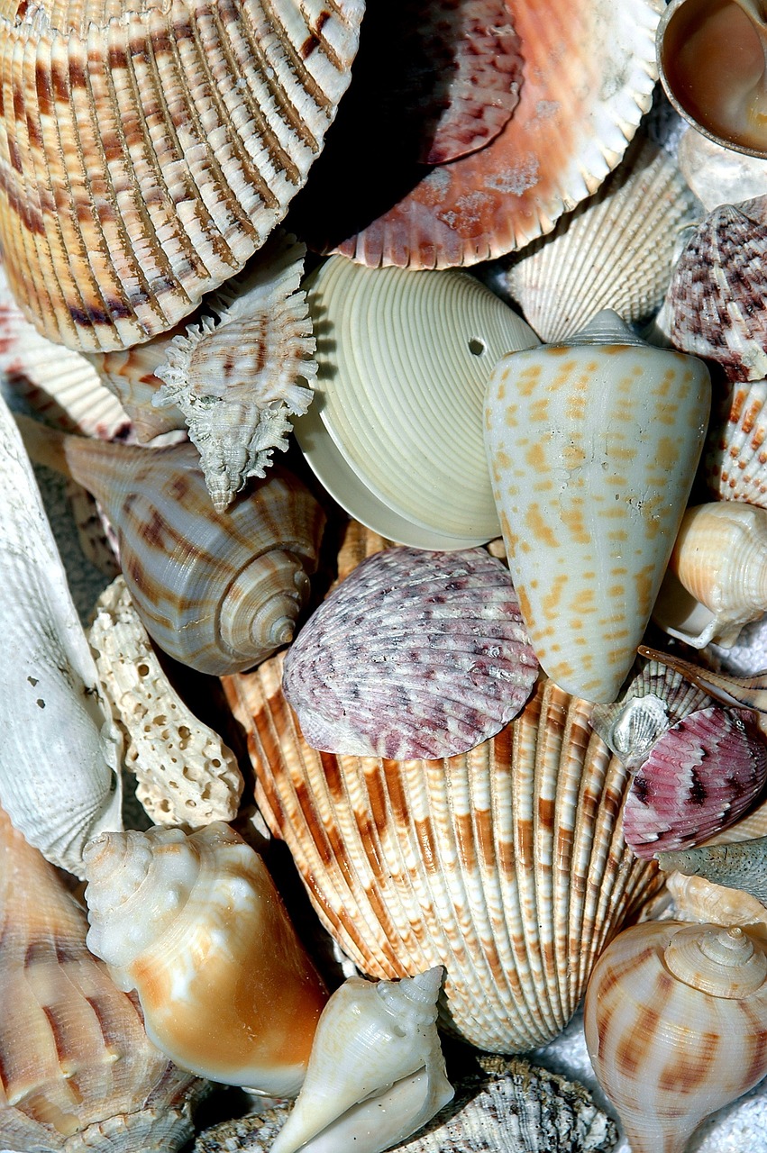 beach shells beach shell free photo