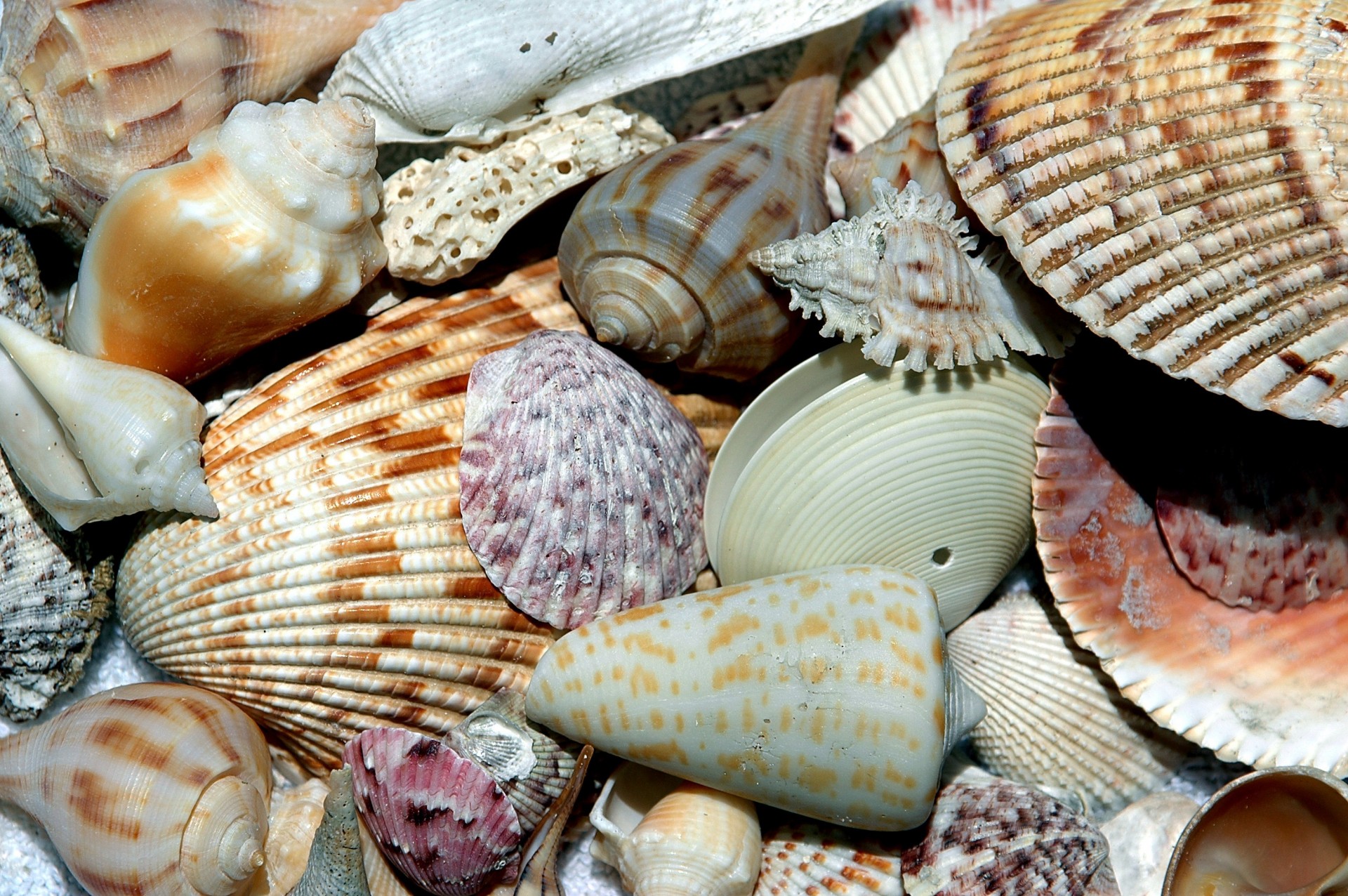 beach shells collector free photo