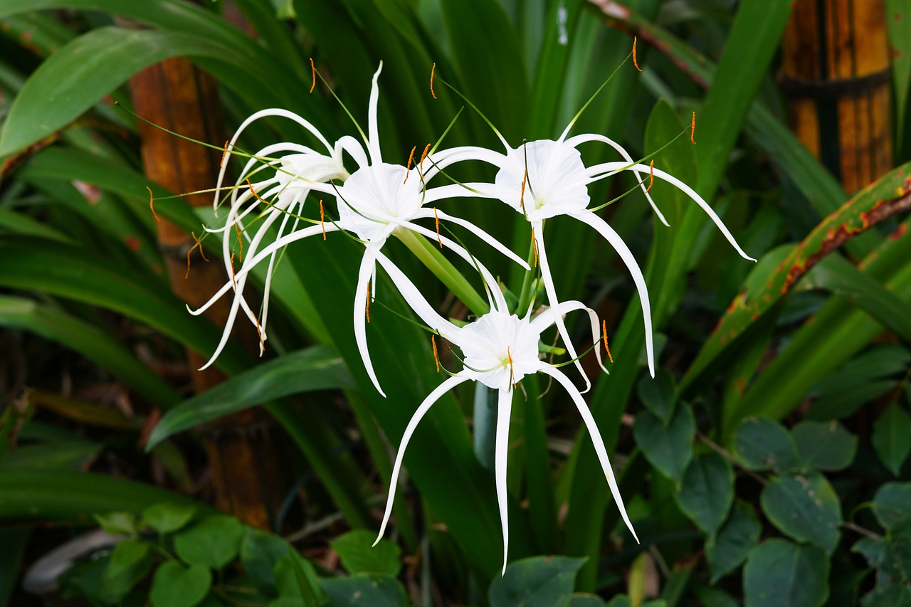 beach spider lily  spider lily  white free photo