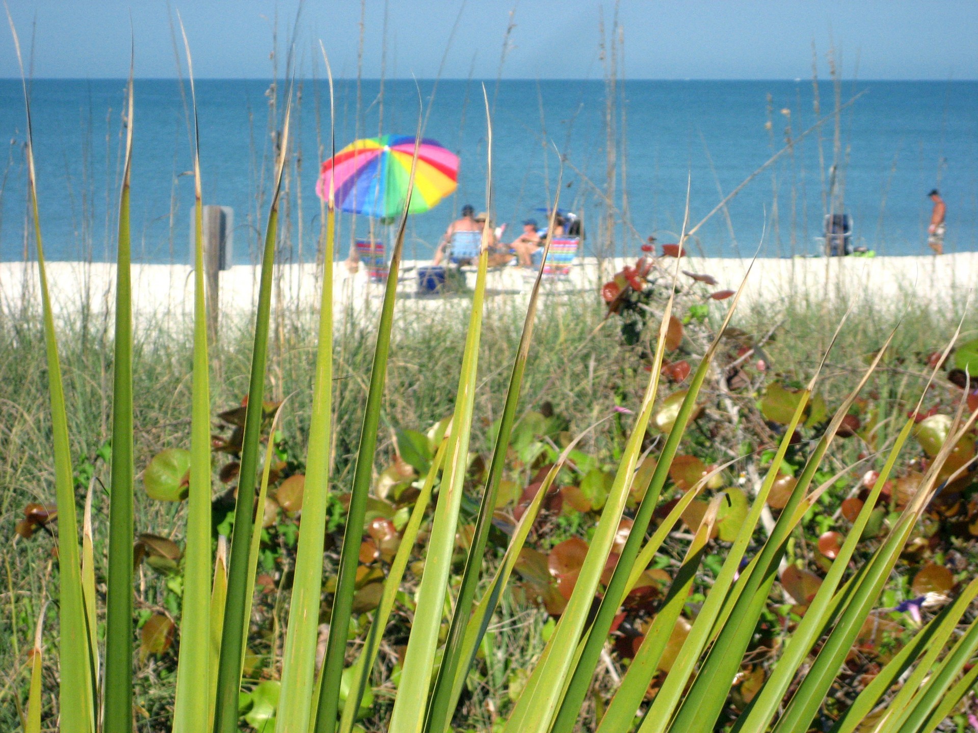 beach umbrella plants free photo