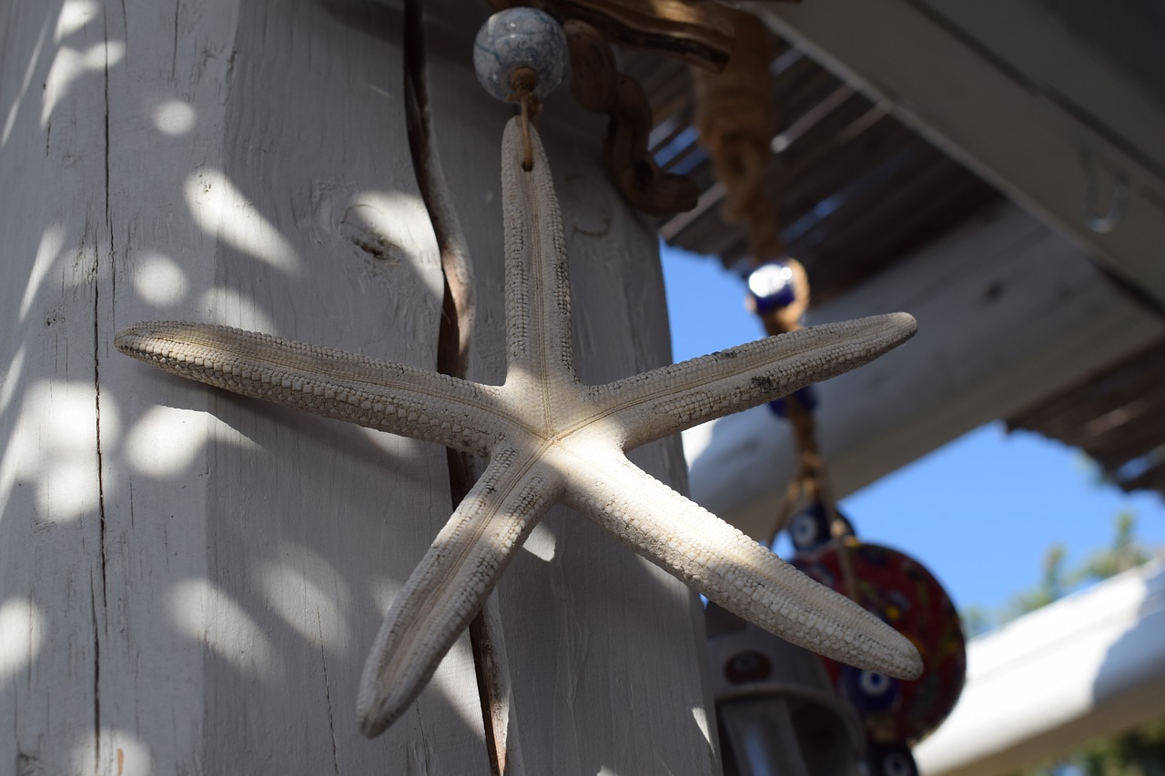 beachclub starfish sea free photo