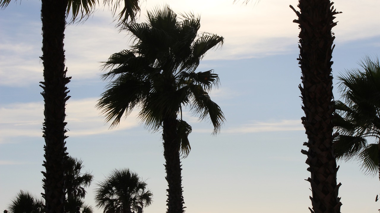 florida palms silhouette free photo