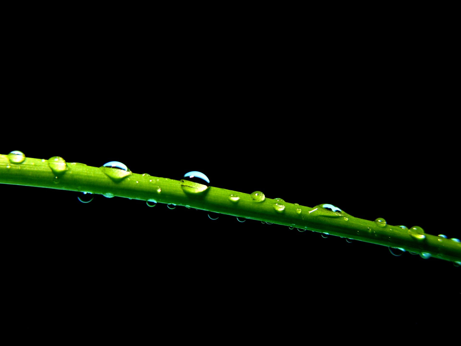 bead water grass free photo