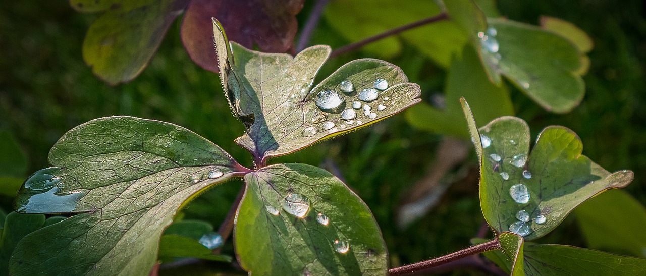 beaded  leaf  close up free photo