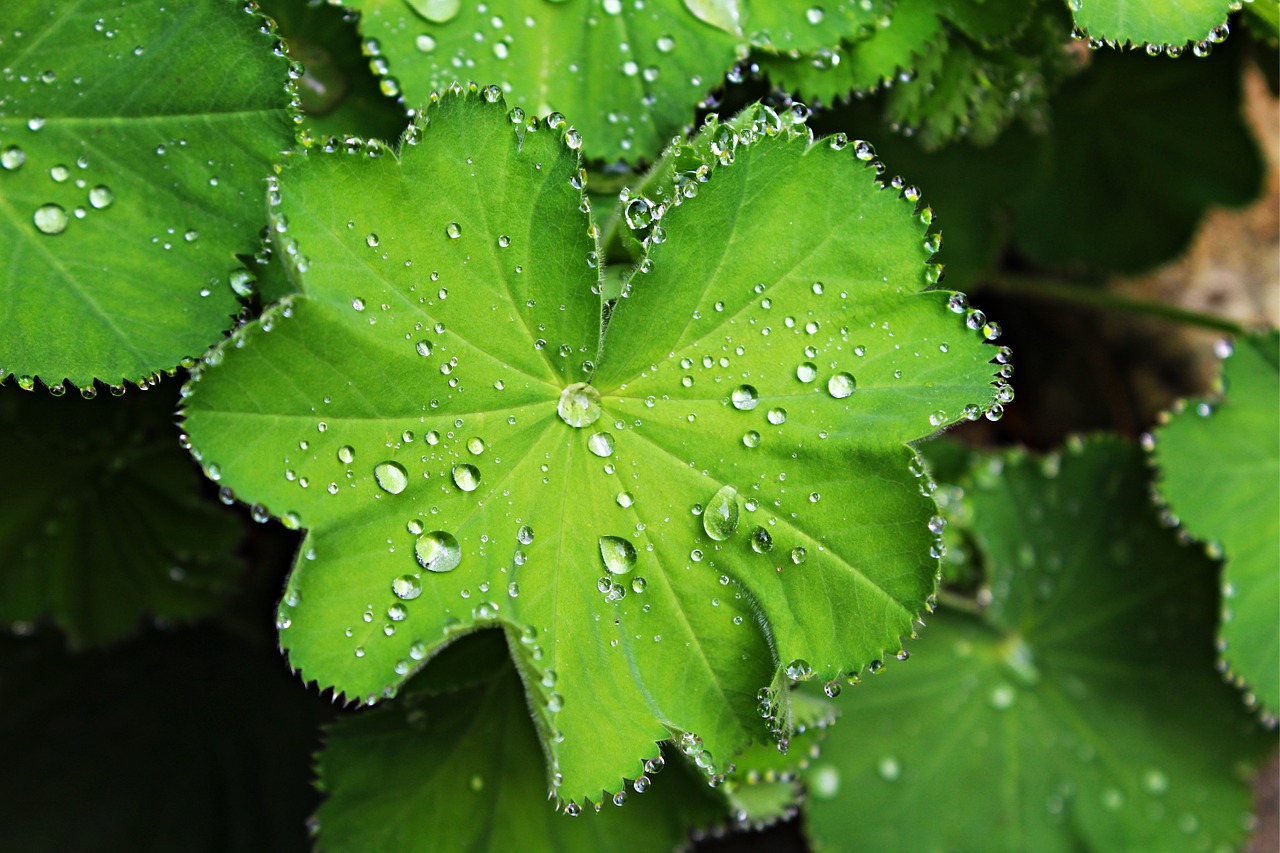 beaded leaf plant free photo