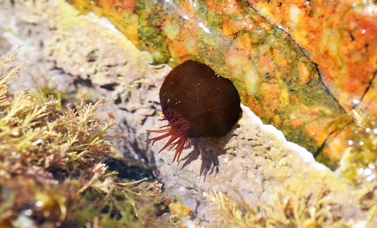 beadlet anemone anemone actinia equina free photo