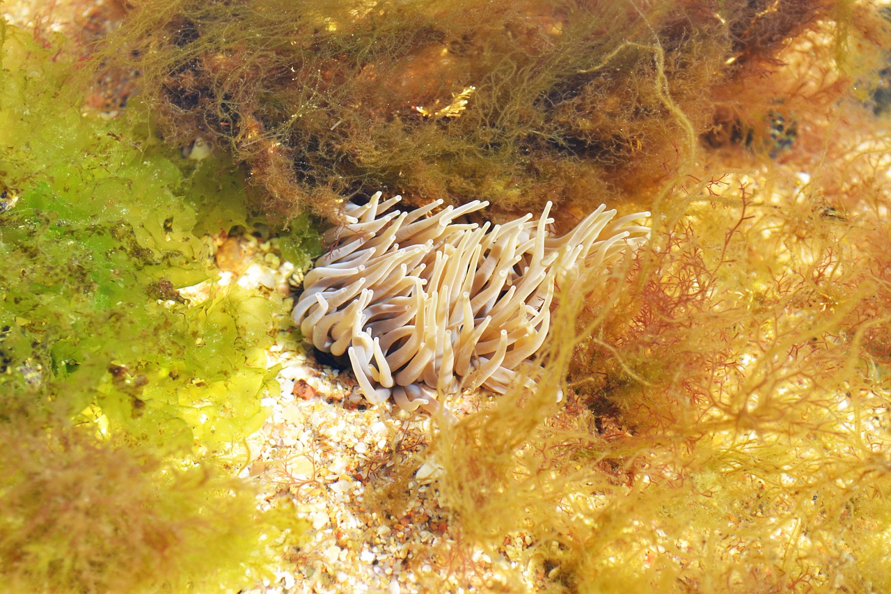 beadlet anemone open anemone anemone free photo
