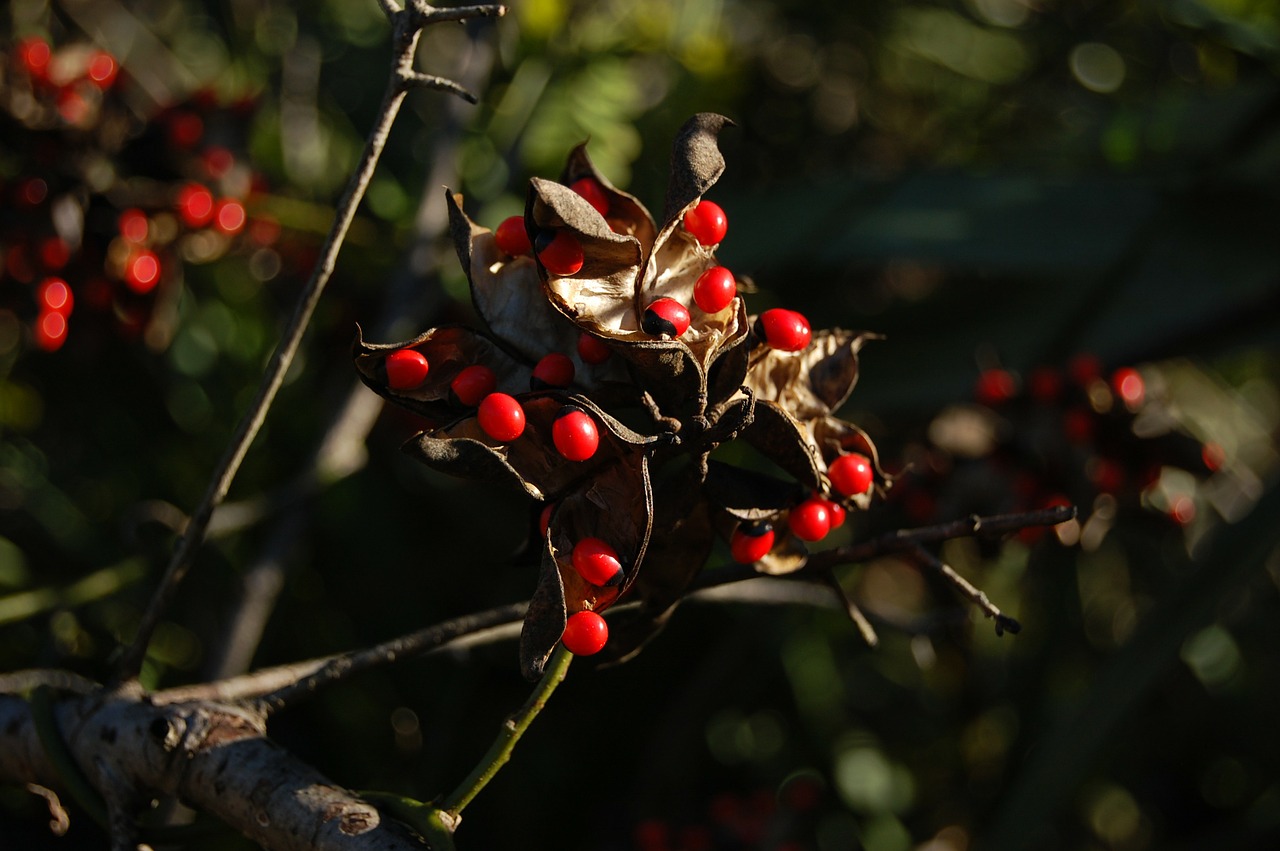 beads red black free photo