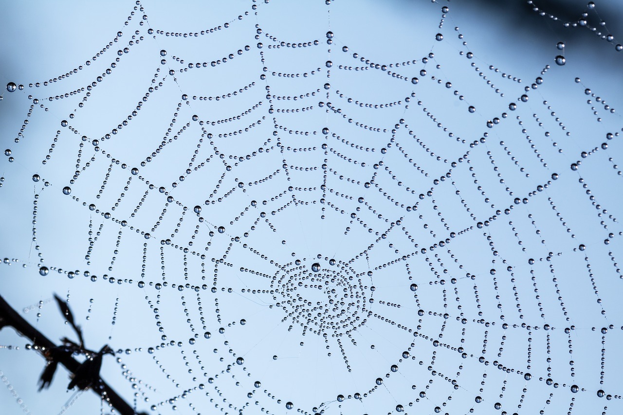 beads  cobweb  web free photo