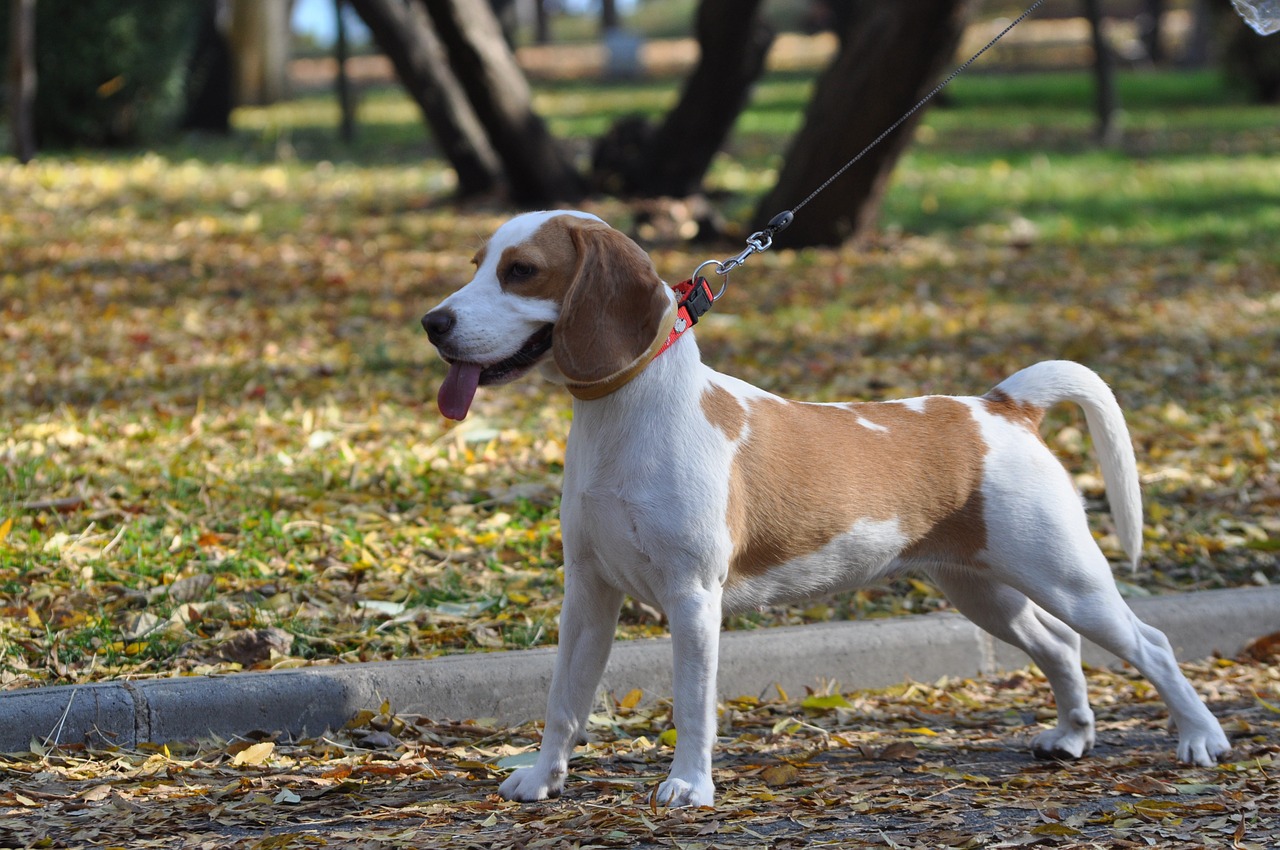 beagle dog cute free photo
