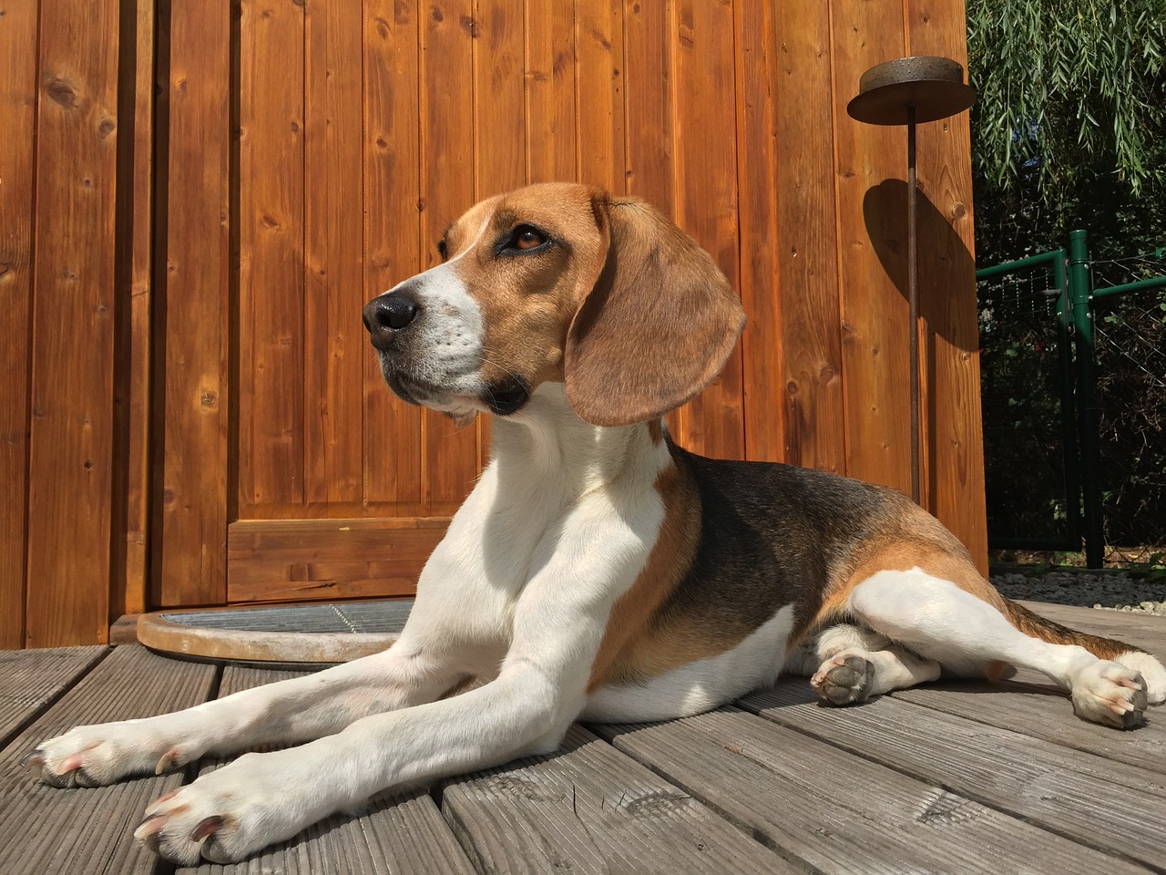 beagle dog hunting dog free photo