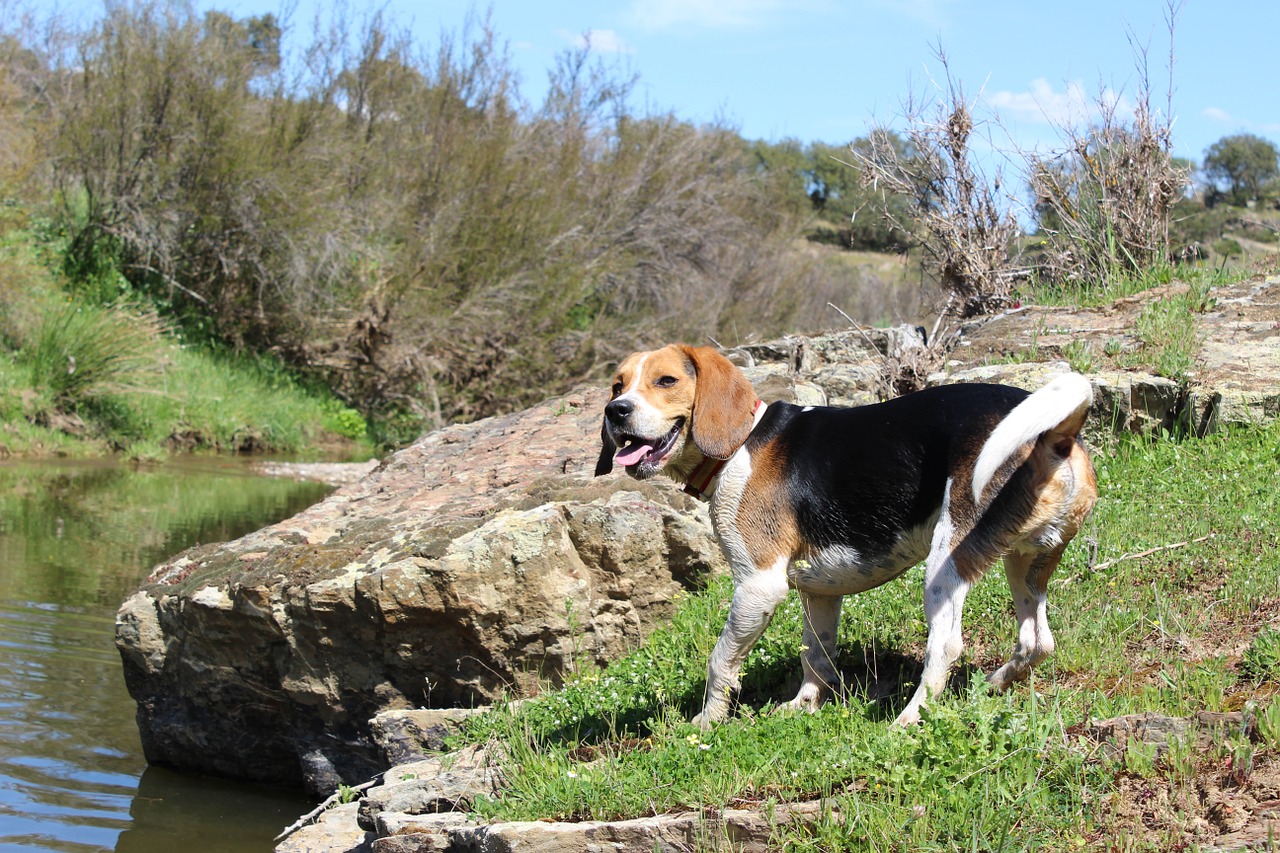 beagle dog nature free photo