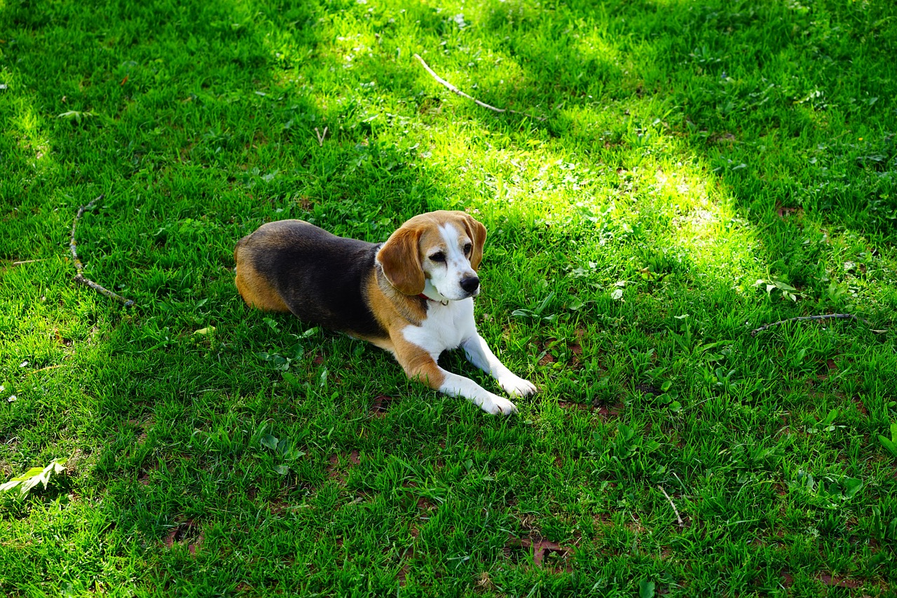 beagle dog purebred dog free photo