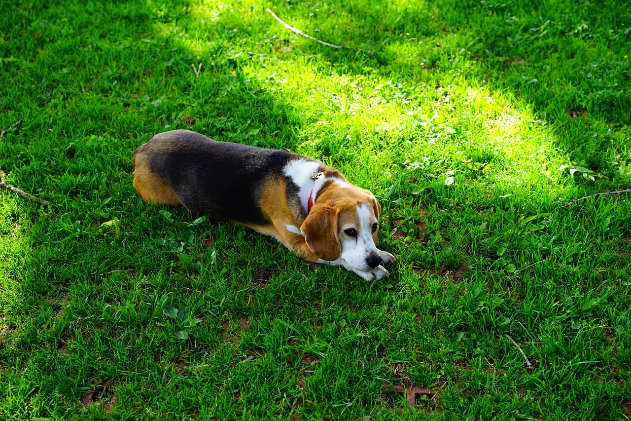 beagle dog dog face free photo