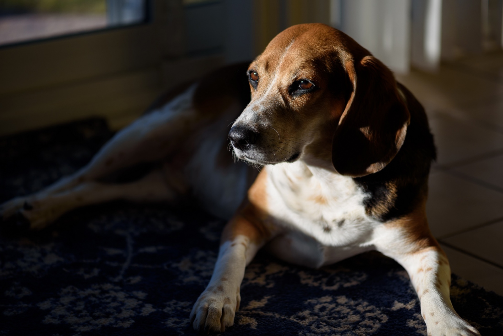 dog canine beagle free photo