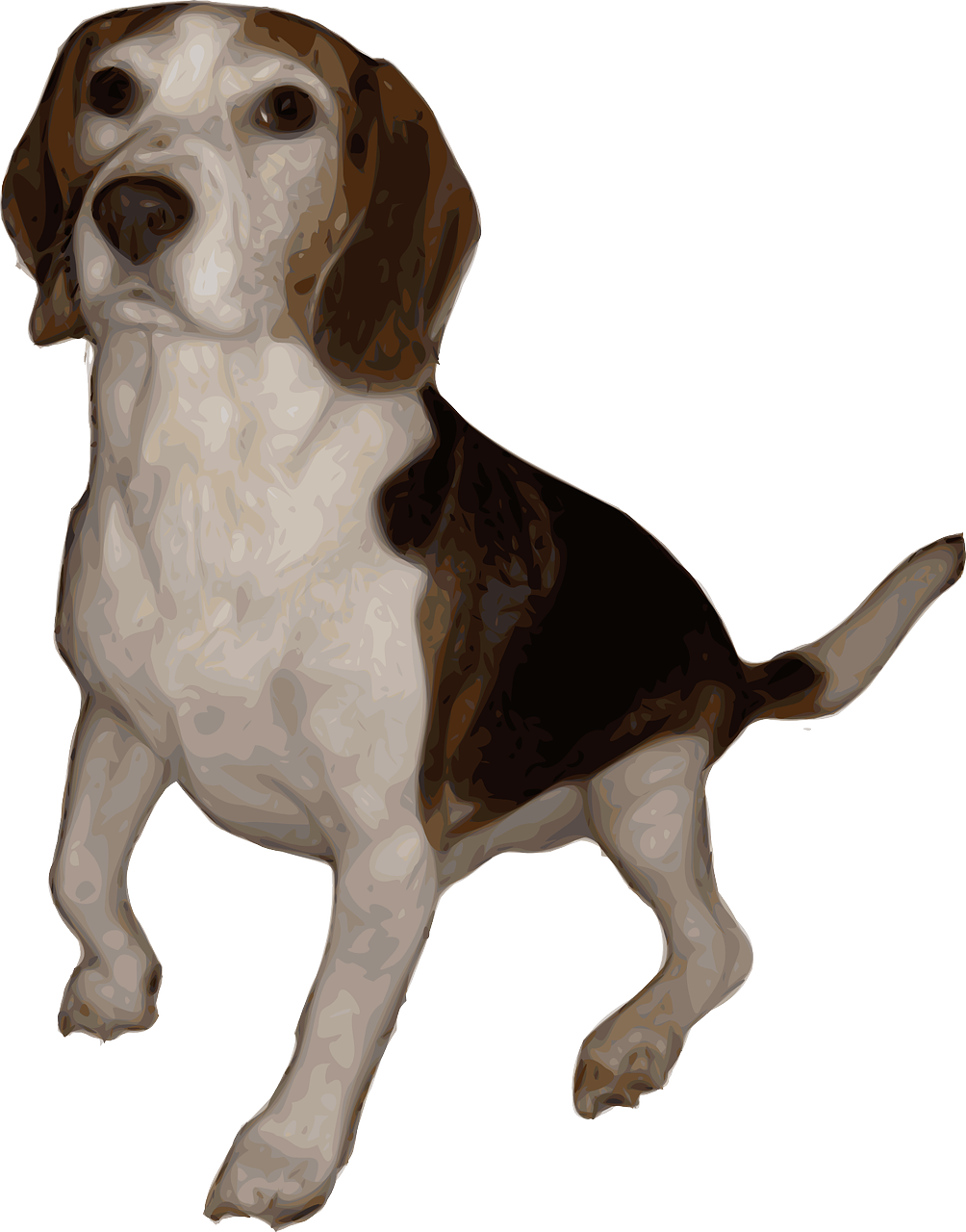 beagle dog animal free photo