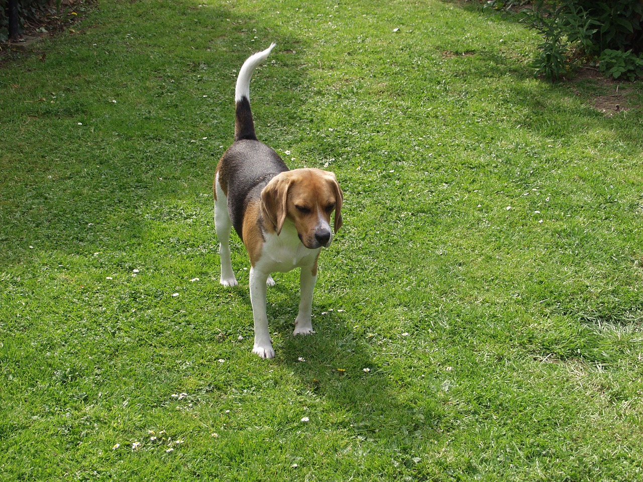 beagle pet wildlife photography free photo