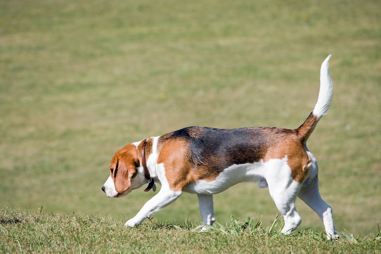 beagle dog canine free photo