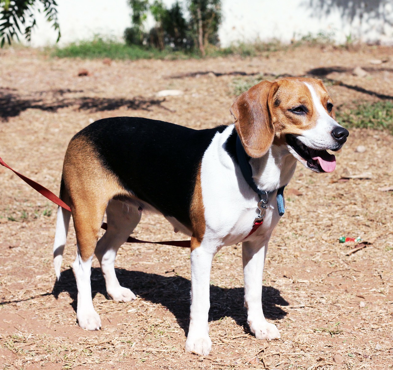 beagle dog pet free photo