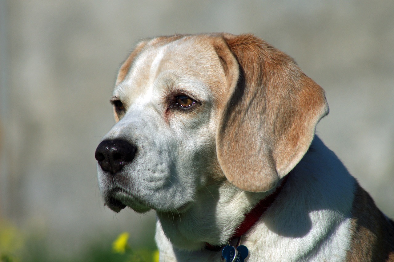 beagle dog snuff free photo