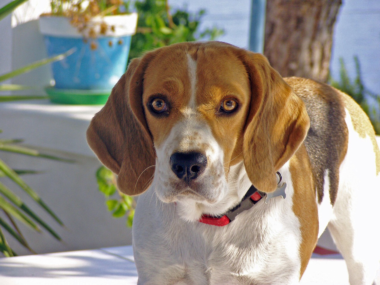 beagle dog snuff free photo