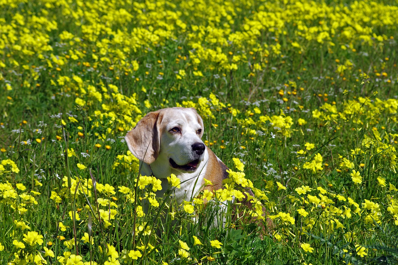 beagle dog elderly free photo