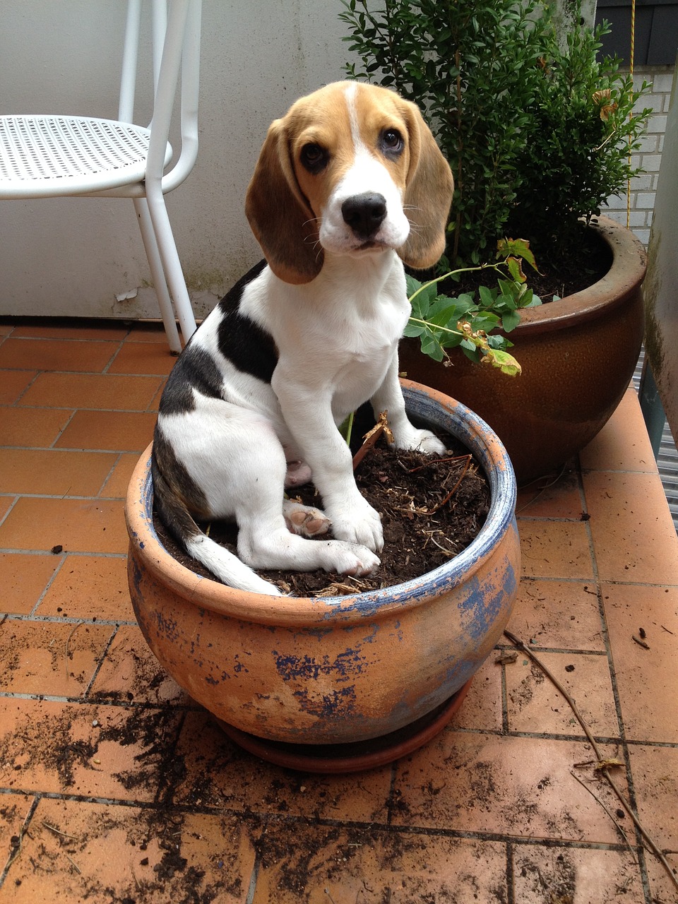 beagle flowerpot dog free photo
