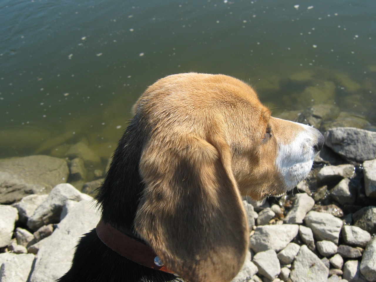 beagle dog hounds free photo