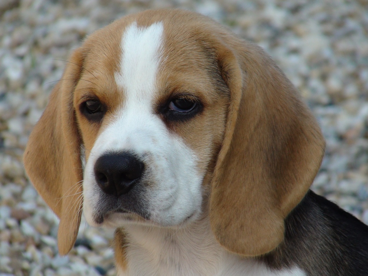 beagle dog domestic animal free photo