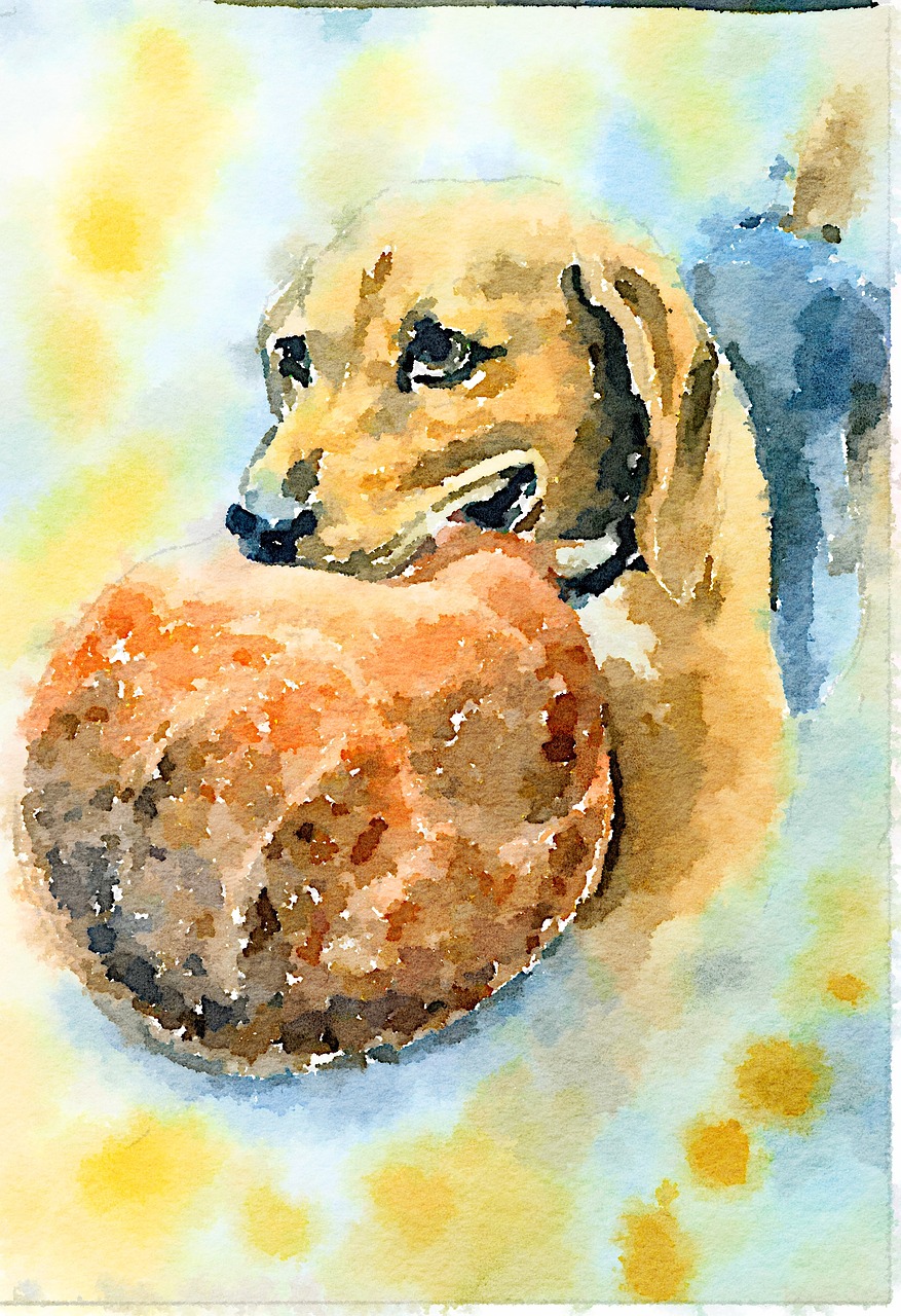 beagle dog solo free photo