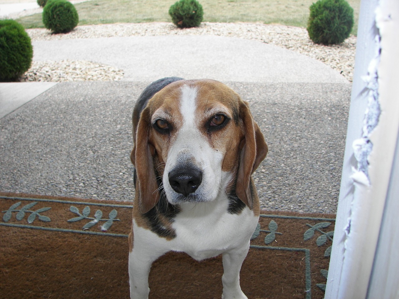 beagle closeup curious free photo