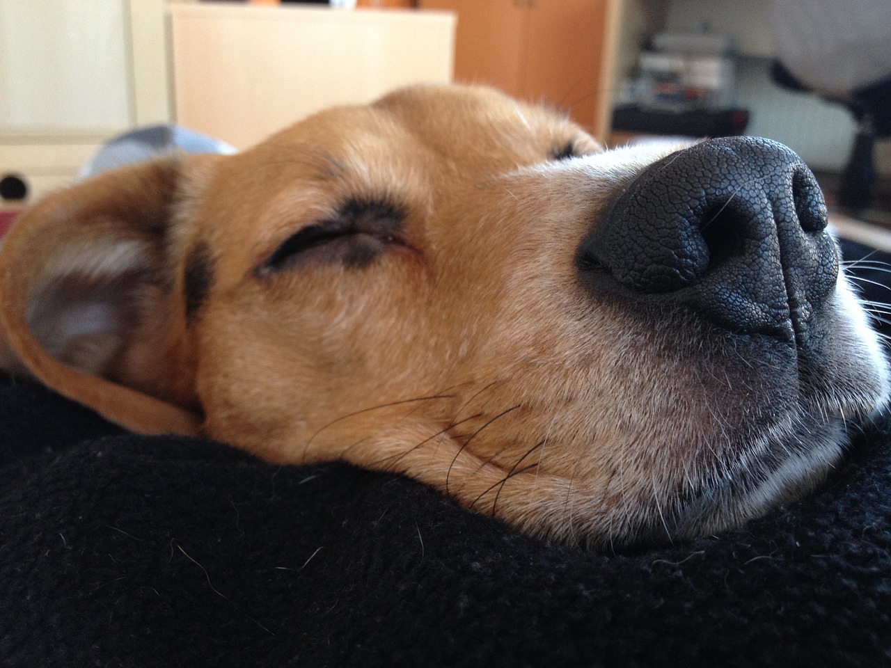 beagle dog tired free photo