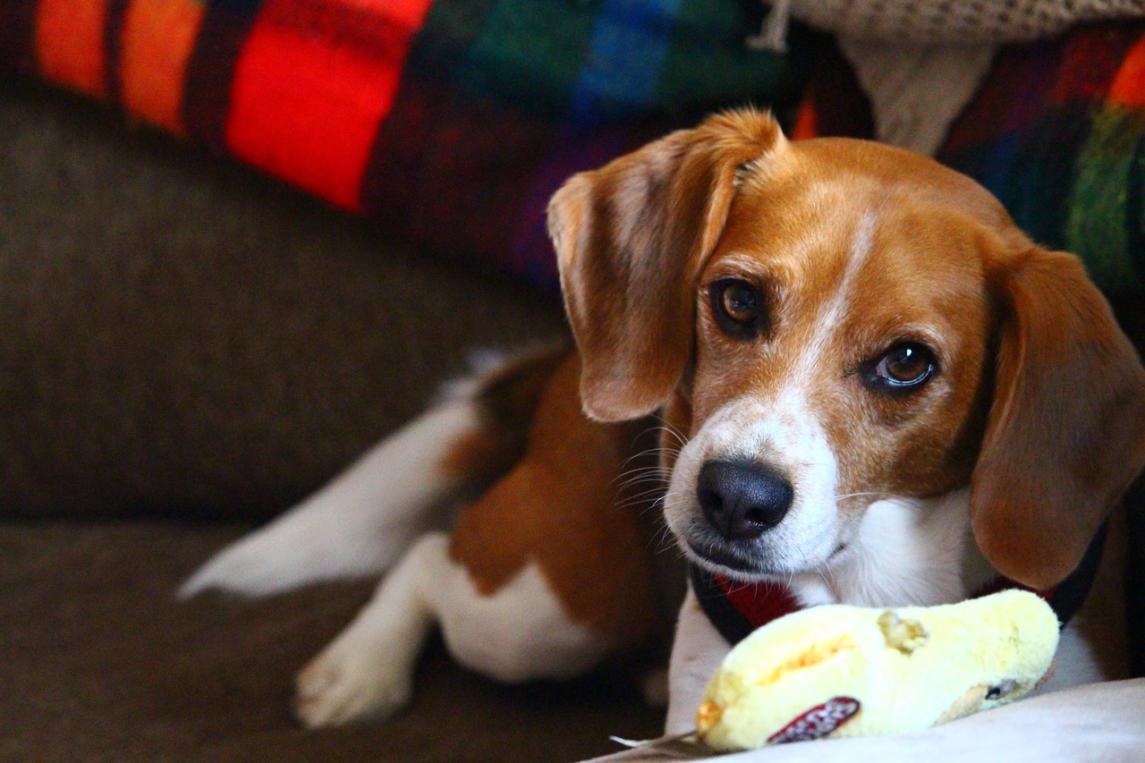 beagle chew toy toy free photo