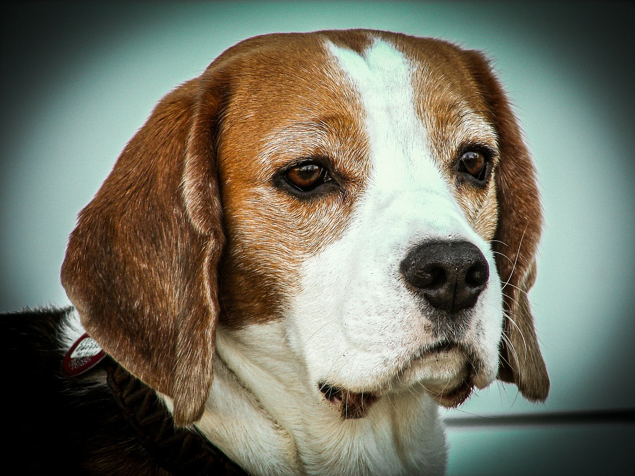 beagle dog animals free photo