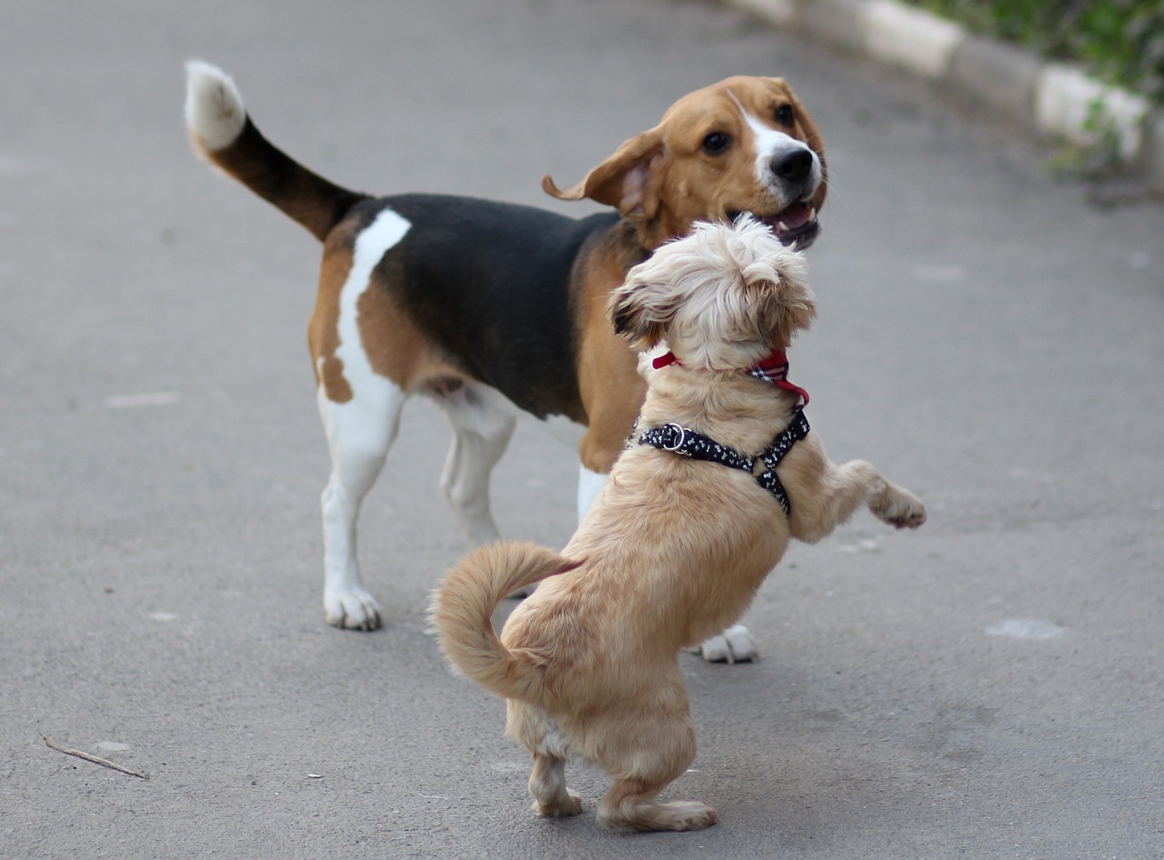 beagle  poodle  dog free photo
