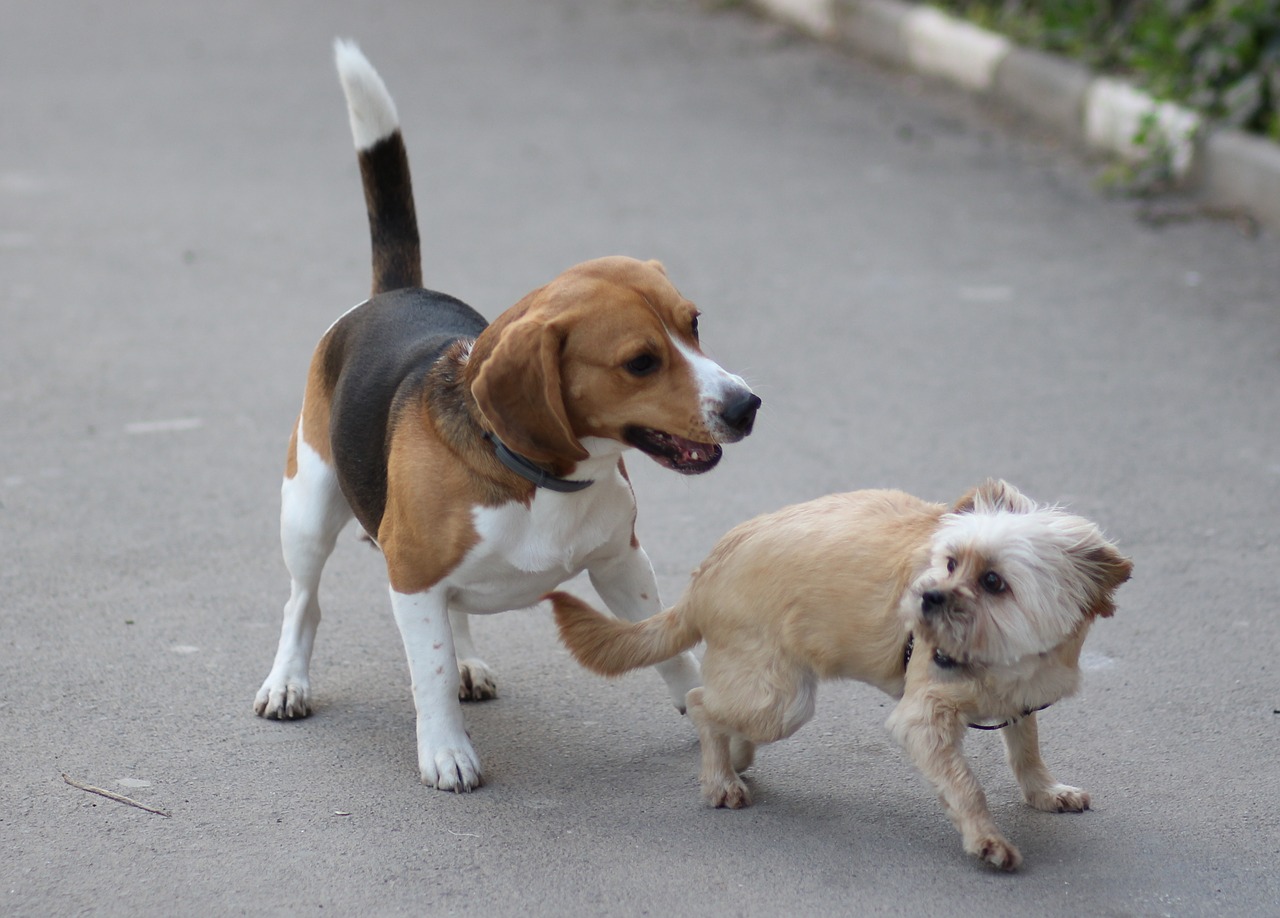 beagle  poodle  dog free photo