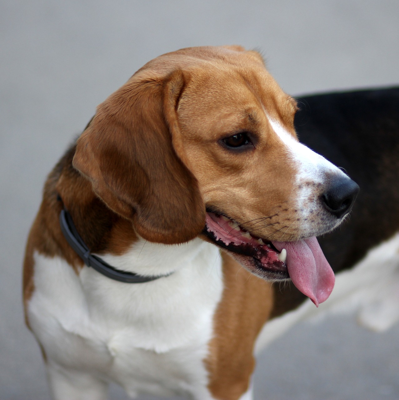 beagle  dog  cheerful free photo