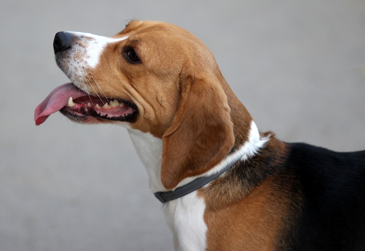 beagle  dog  cheerful free photo