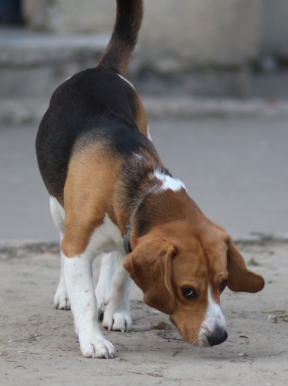 beagle  dog  cheerful free photo