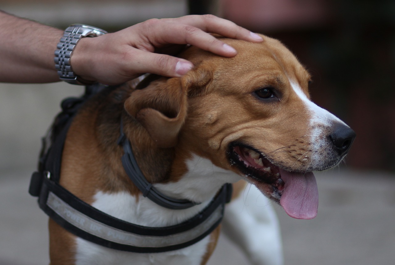 beagle  dog  cheerful free photo