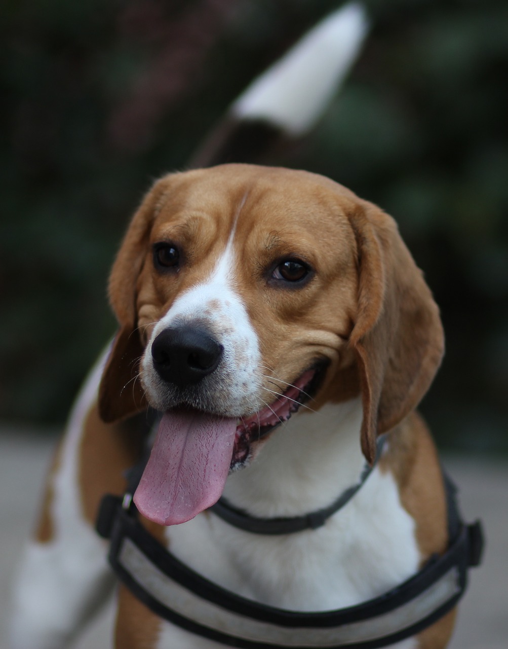 beagle  dog  cheerful free photo